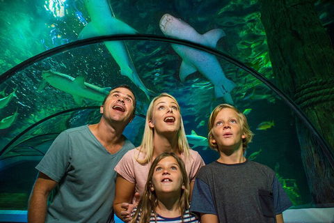 SEA LIFE Sunshine Coast Aquarium Entrance Ticket - Tweed Heads Accommodation 3