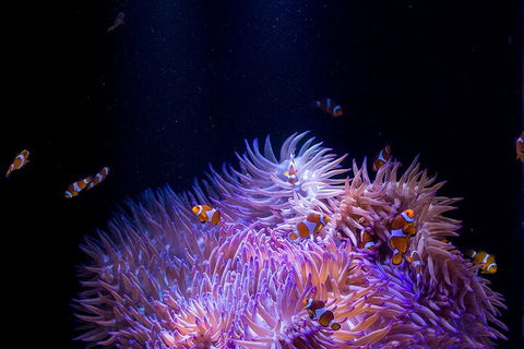 SEA LIFE Sunshine Coast Aquarium Entrance Ticket - Tweed Heads Accommodation 4