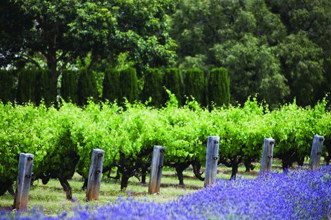 Ultimate Penfolds Magill Estate Experience - Tweed Heads Accommodation 1