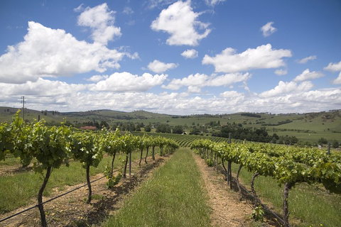 Hunter Valley Wine Tour From Sydney Incl Lunch, Cheese, Chocolate And Distillery - Tweed Heads Accommodation 0