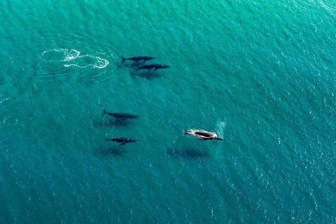 25-30 Minute Newcastle & Macquarie Helicopter Shared Flight - Tweed Heads Accommodation 4