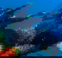 Scuba Dive the S.S. Yongala Wreck on the Great Barrier Reef. - Tweed Heads Accommodation